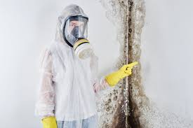 Why You Should Choose Our Mold Remediation Services in Denton, MD